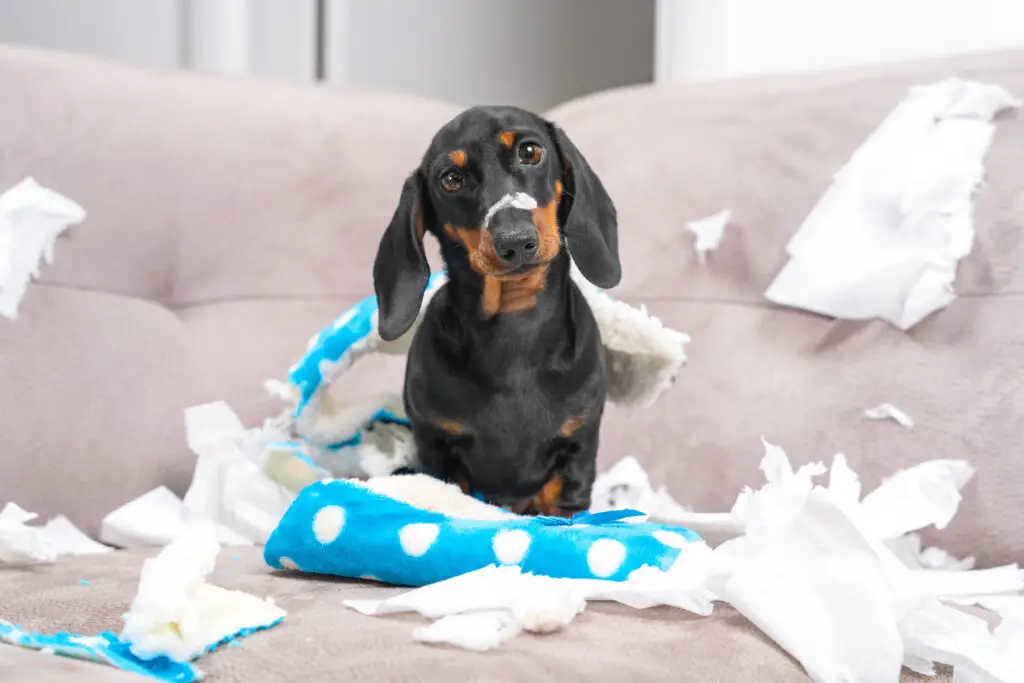 dachshund making a mess. chewed clothing and upholstery